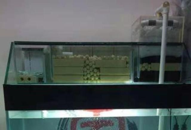 底濾魚缸清洗濾材魚怎么辦（底濾魚缸的清洗方式）