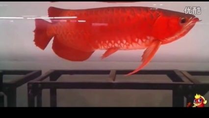 紅龍魚拍賣價格記錄查詢系統（紅龍魚500萬拍賣!它憑啥那么貴?）