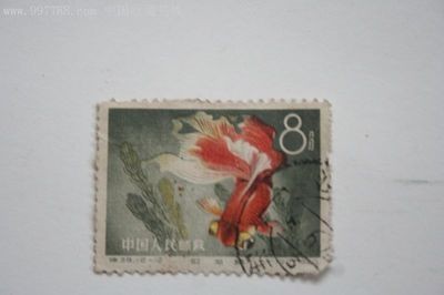 紅龍魚拍賣價格記錄查詢系統（紅龍魚500萬拍賣!它憑啥那么貴?）