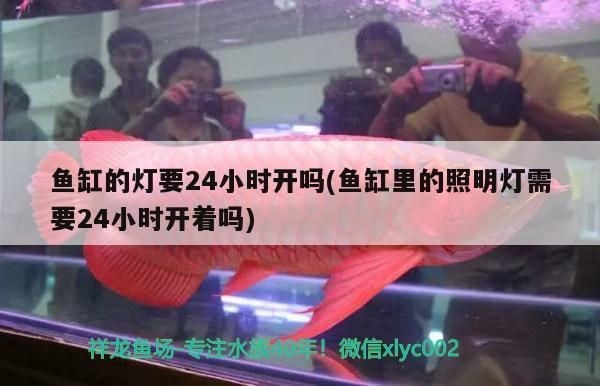和龍魚混養的下層魚：適合與龍魚混養的下層魚
