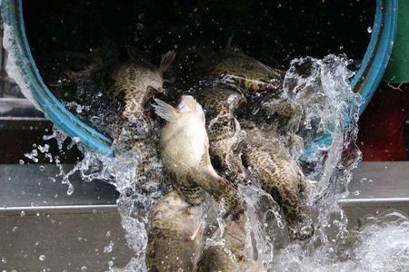 黑帝王魟魚常見疾病及防治：黑帝王魟魚常見疾病及相應的防治方法