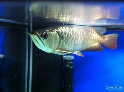 藍(lán)底龍魚要用什么顏色燈光照射好：藍(lán)底龍魚在燈光照射時(shí)應(yīng)優(yōu)先選擇藍(lán)色和白色和白色的燈光