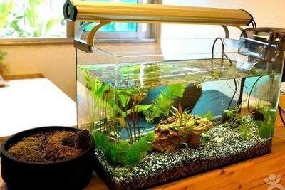 觀賞魚缸長綠藻怎么辦（如何科學養蝦） 觀賞魚缸長綠藻怎么辦（如何科學養蝦） 魚缸百科 第1張