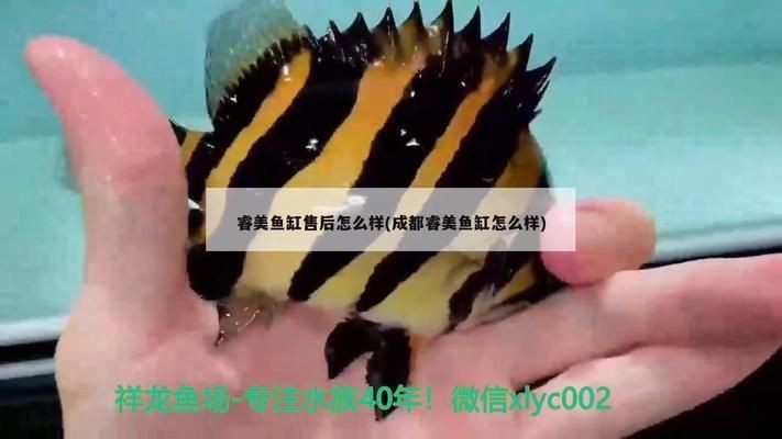 睿美魚缸排名怎么樣：睿美魚缸品牌發展歷程