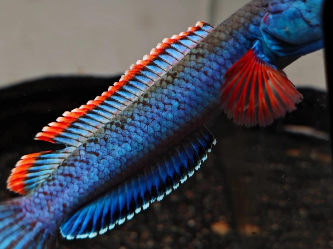 雷龍魚黑斑