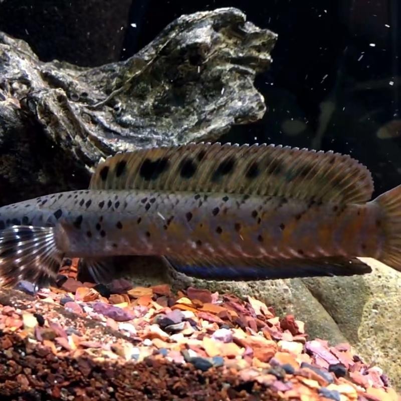 雷龍魚黑斑