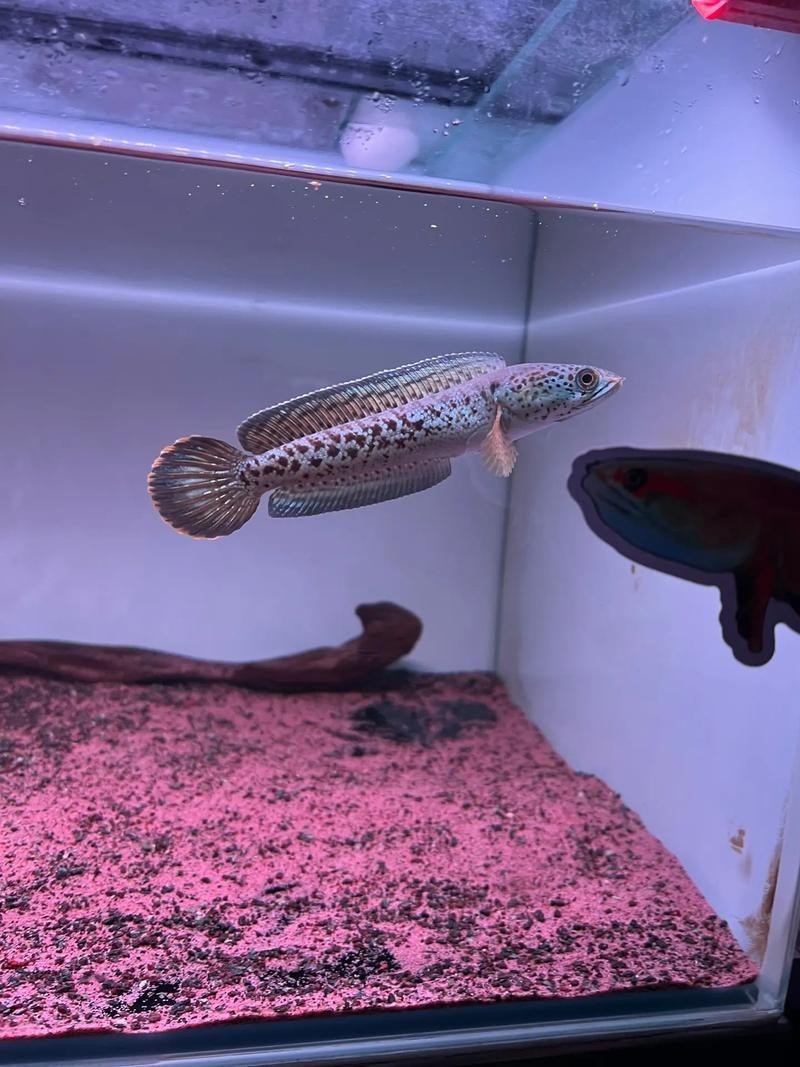 雷龍魚黑斑