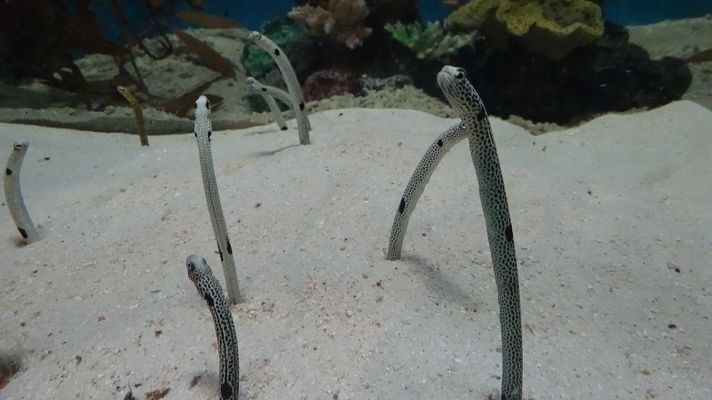 鐘樓區北港勇俊水族館（鐘樓區北港勇俊水族館電話）