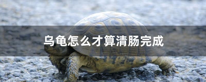 烏龜怎么才算清腸完成