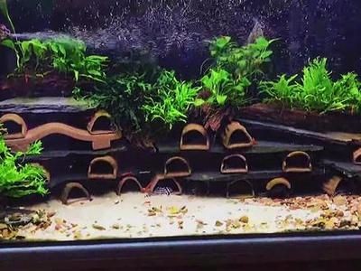 異形魚缸如何布景：異形魚缸布景設計的要點