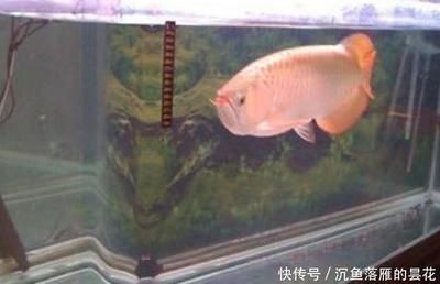 龍魚和金魚混養視頻：龍魚和金魚混養技巧