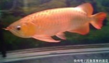 龍魚和金魚混養視頻：龍魚和金魚混養技巧