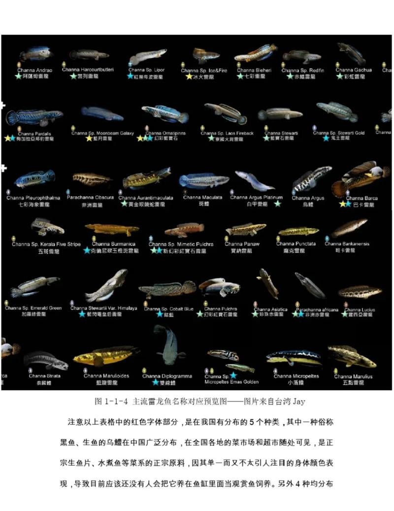 雷龍魚和金魚的區別