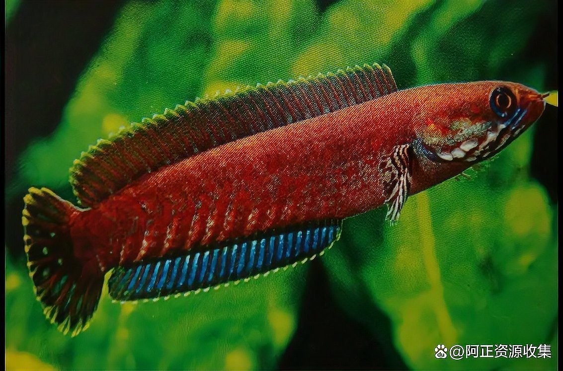 雷龍魚和金魚的區別