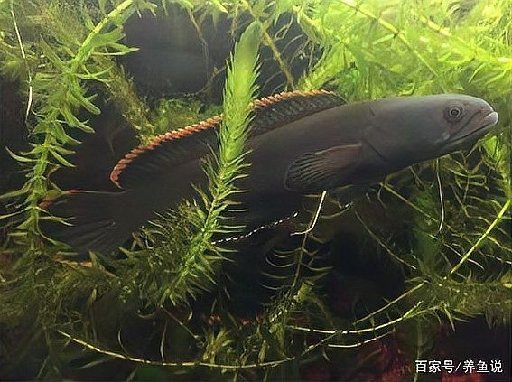 雷龍魚和金魚的區別
