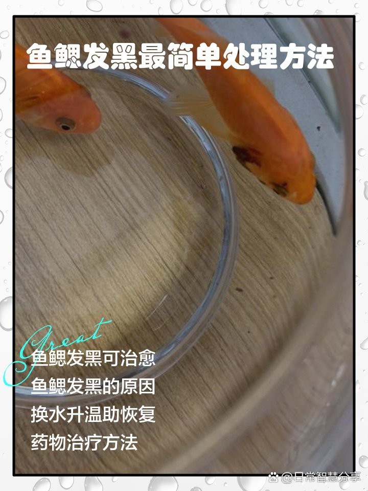 紅龍魚腮部發黑多久會好？