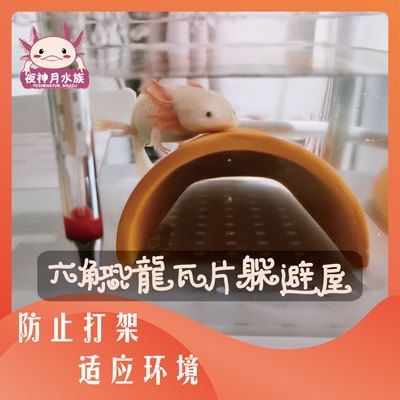 六角恐龍魚魚缸怎么布置好看圖片：六角恐龍魚缸的布置應(yīng)注重色彩與主題的統(tǒng)一、空間布局合理、裝飾物的選擇