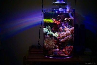 海魚魚缸造景的技巧：海魚魚缸造景技巧