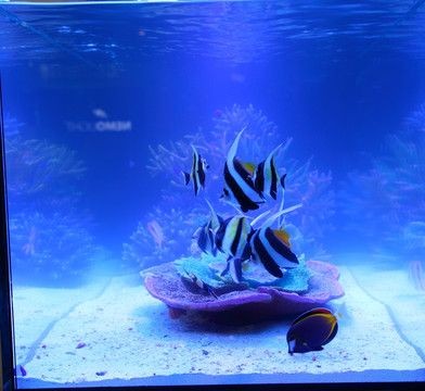 海魚魚缸造景的技巧：海魚魚缸造景技巧