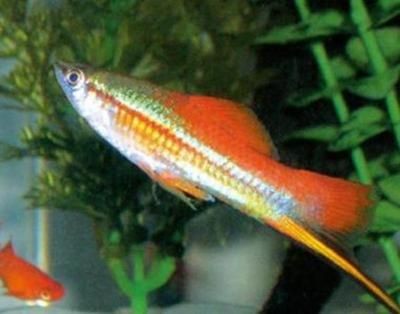 紅劍魚和鳳尾魚混養的注意事項：紅劍魚和鳳尾魚可以在同一個魚缸中養