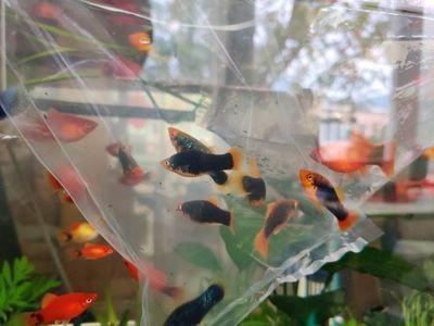 紅劍魚和鳳尾魚混養的注意事項：紅劍魚和鳳尾魚可以在同一個魚缸中養