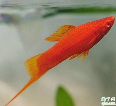 紅劍魚和鳳尾魚混養的注意事項：紅劍魚和鳳尾魚可以在同一個魚缸中養