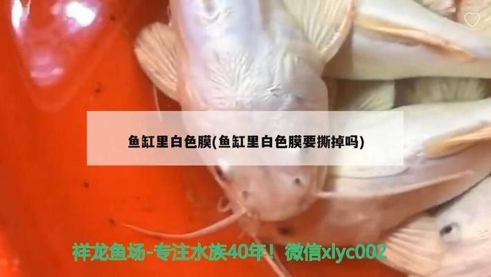魚缸里長了一層白色粘膜是什么：魚缸內出現白色粘膜可能是多種原因引起的，可能是多種原因引起