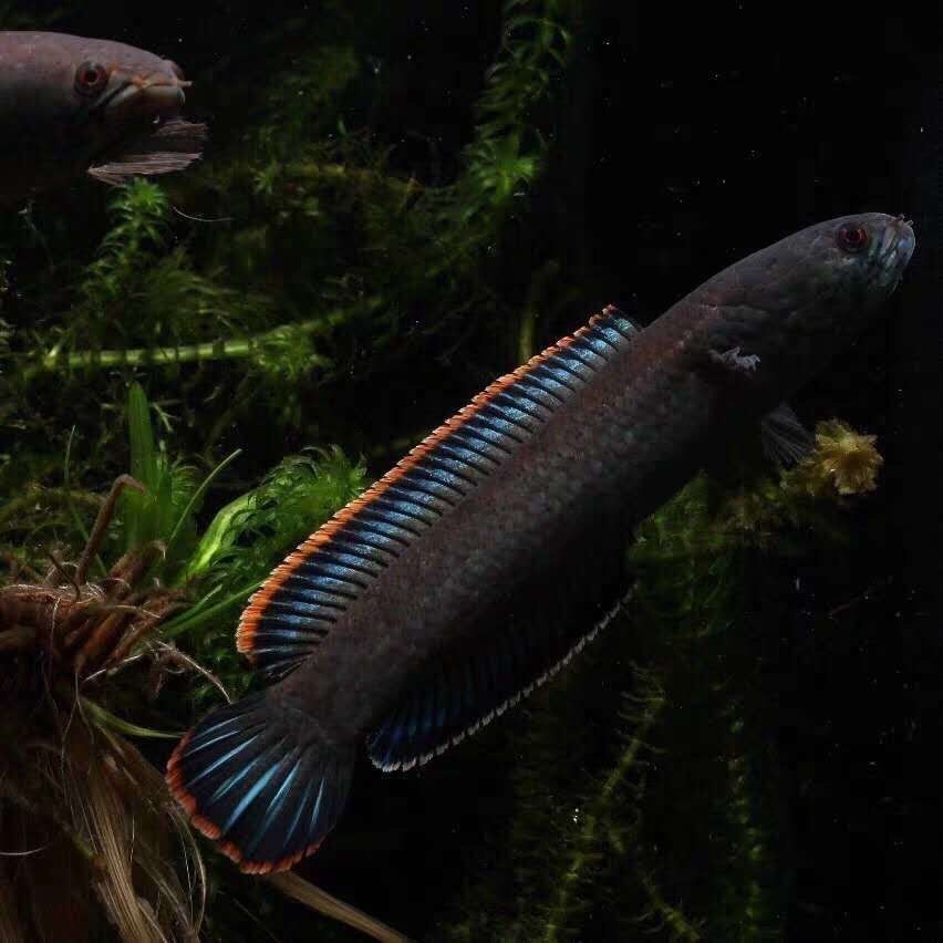 有冷水龍魚嗎（“冷水龍魚”的養殖需要注意以下幾個方面）