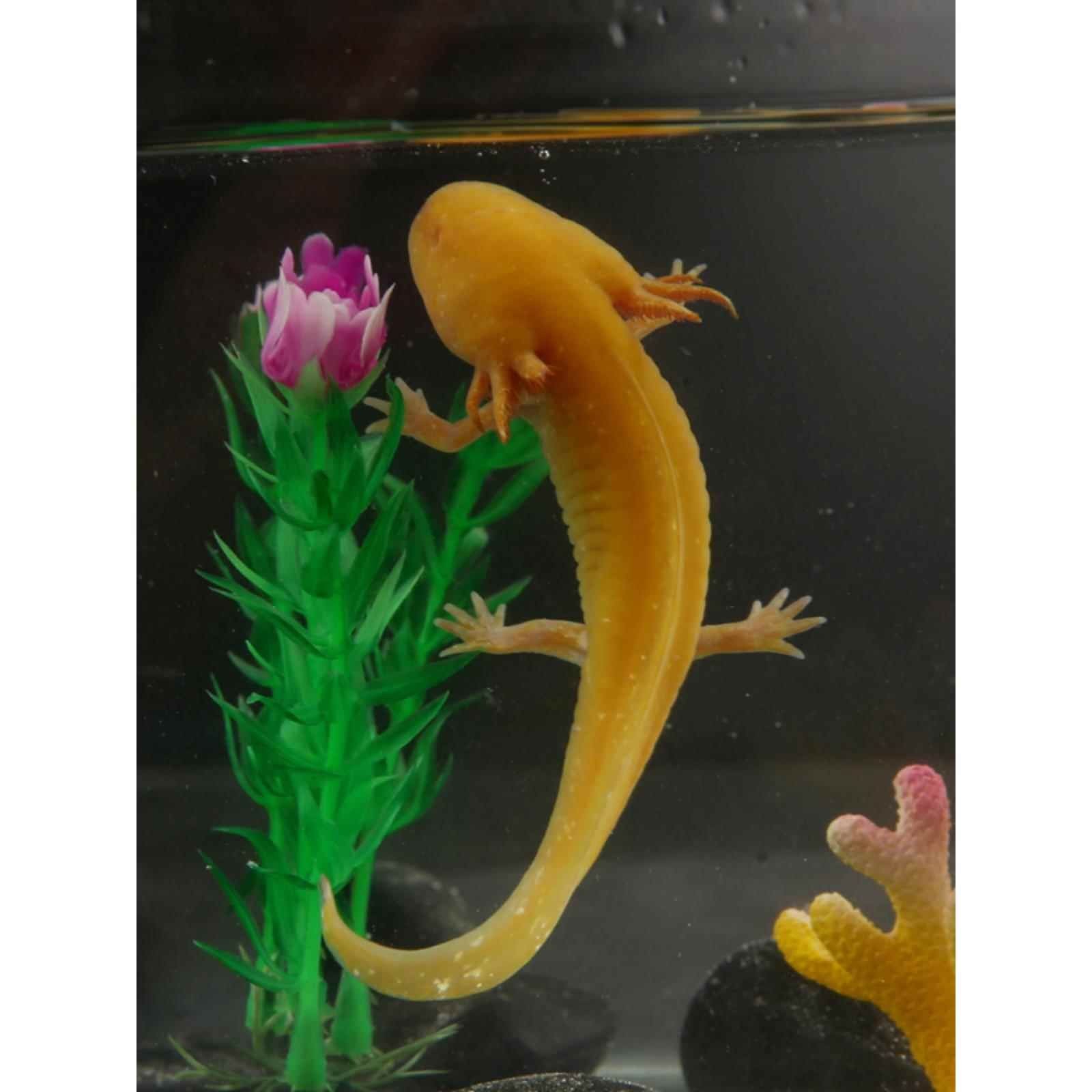 有冷水龍魚嗎（“冷水龍魚”的養殖需要注意以下幾個方面）