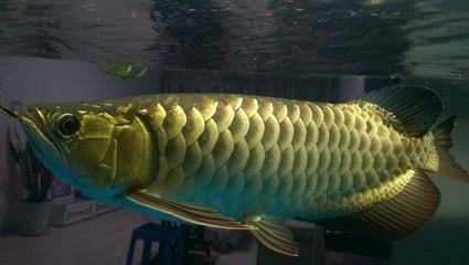 龍魚市場價多少錢一條：龍魚市場價格因品種、大小和健康狀況而異
