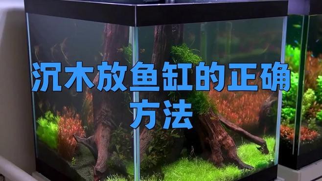 官園魚市轉型后，龍魚品種有何變化？官園魚市龍魚交易有哪些規則，官園魚市轉型后，龍魚交易的價格波動大嗎官園魚交易價格波動大嗎