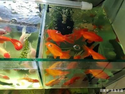 魚缸水質管理的科學方法：爆氧是一種增加魚缸水中氧氣含量的方法