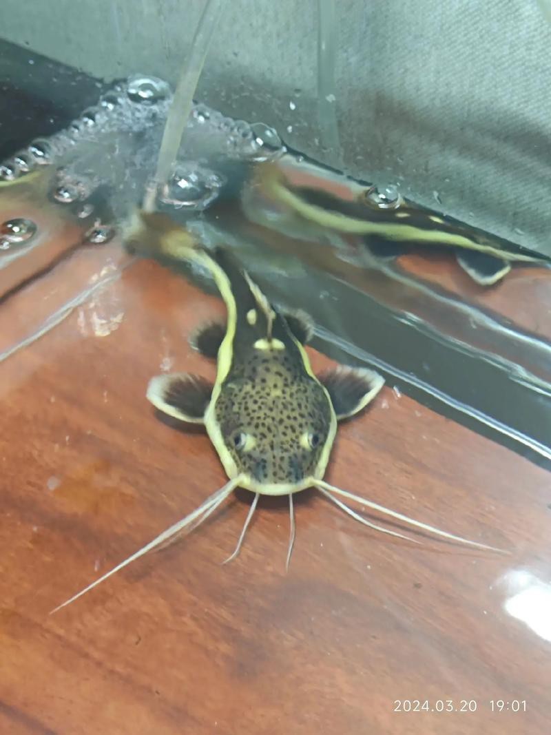 招財貓魚和龍魚的區別是什么圖片 招財貓魚和龍魚的區別是什么圖片 龍魚百科 第4張