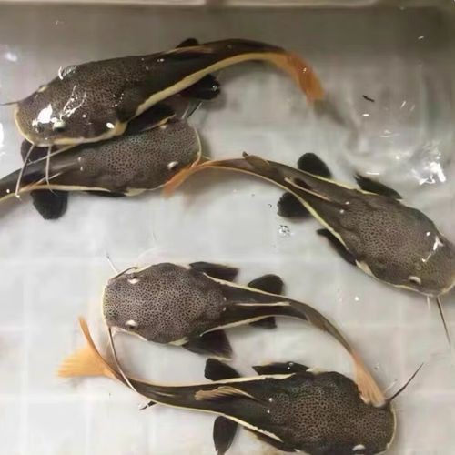招財貓魚和龍魚的區別是什么圖片 招財貓魚和龍魚的區別是什么圖片 龍魚百科 第13張