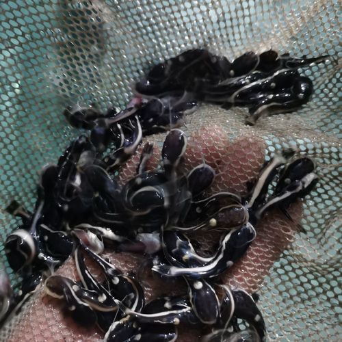招財貓魚和龍魚的區別是什么圖片 招財貓魚和龍魚的區別是什么圖片 龍魚百科 第19張