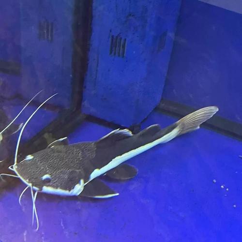 招財貓魚和龍魚的區別是什么圖片 招財貓魚和龍魚的區別是什么圖片 龍魚百科 第16張