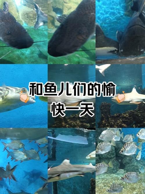 招財貓魚和龍魚的區別是什么圖片 招財貓魚和龍魚的區別是什么圖片 龍魚百科 第22張