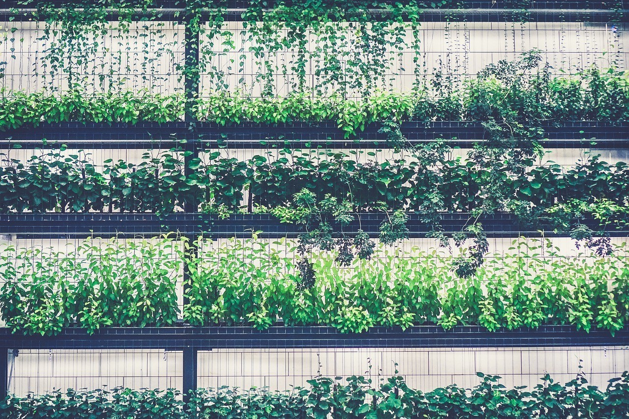 徐州市賈汪區洤洤種植家庭農場