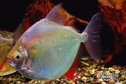 如何判斷銀板魚繁殖期狀態(tài)：銀板魚的繁殖期狀態(tài)可以通過觀察其體表的顏色來判斷