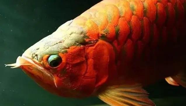 龍魚和虎魚混養(yǎng)大小比例圖