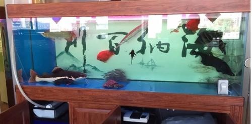 龍魚和虎魚混養(yǎng)大小比例圖