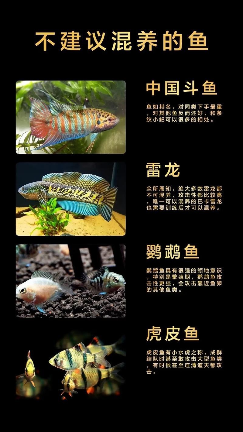 龍魚和虎魚混養(yǎng)大小比例圖