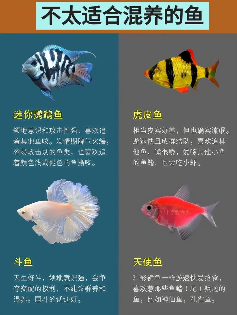 龍魚和虎魚混養(yǎng)大小比例圖