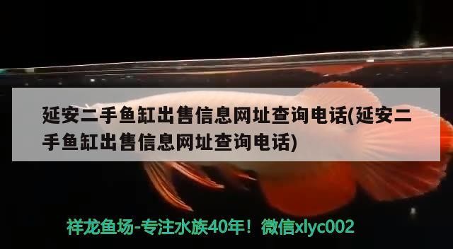 龍魚怕什么 延安二手魚缸出售信息網(wǎng)址查詢電話(延安二手魚缸出售信息網(wǎng)址查詢電話) 龍魚百科 延安二手魚缸出售信息網(wǎng)址查詢電話(延安二手魚缸出售信息網(wǎng)址查詢電話) 延安二手魚缸出售信息網(wǎng)址查詢電話(延安二手魚缸出售信息網(wǎng)址查詢電話) 龍魚百科