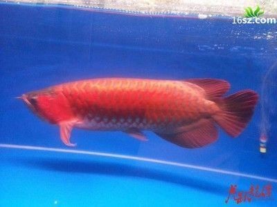 國內有龍魚繁殖成功的嗎現在：國內有龍魚繁殖成功的案例