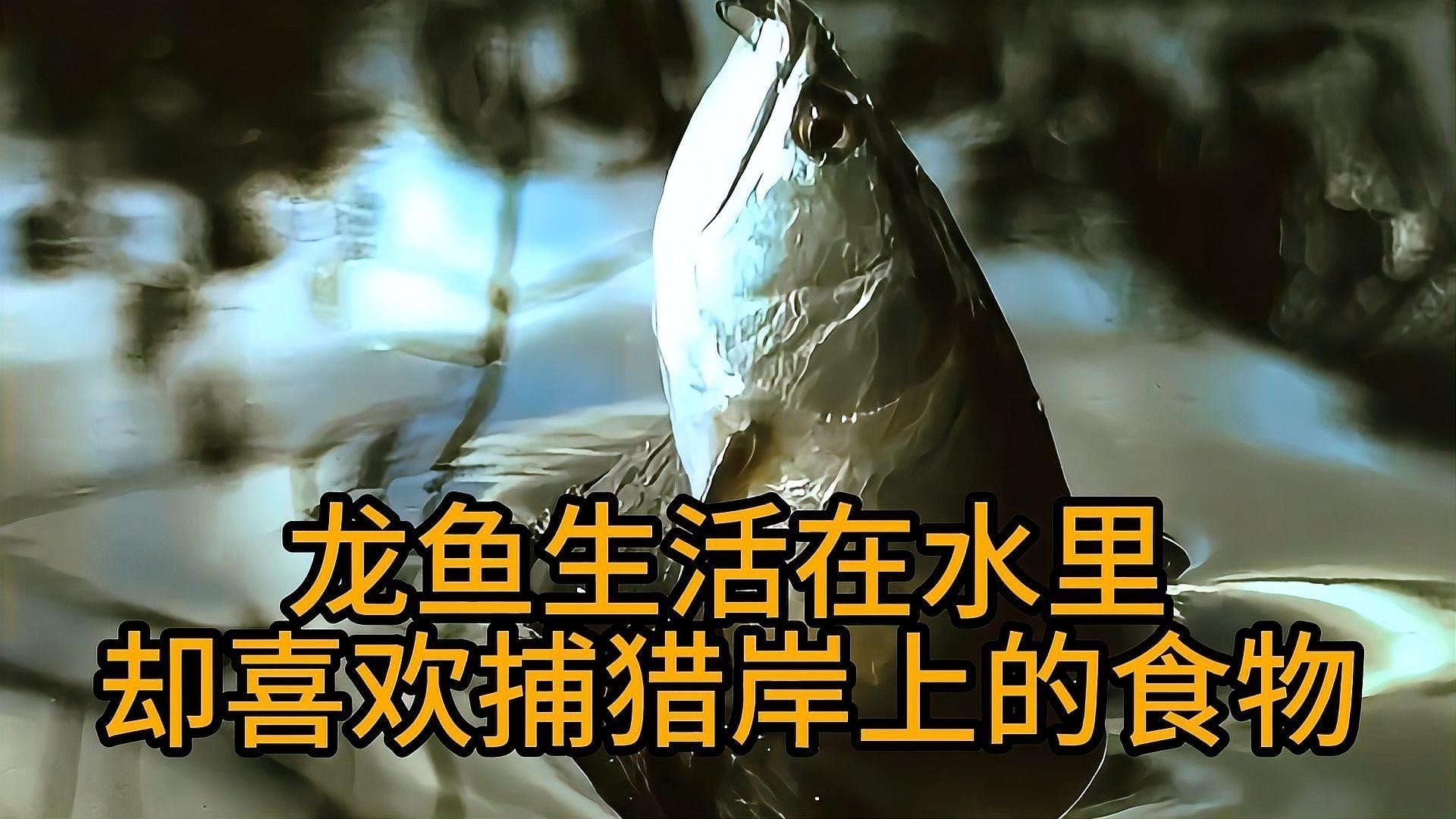 龍魚吃鴨子的視頻播放
