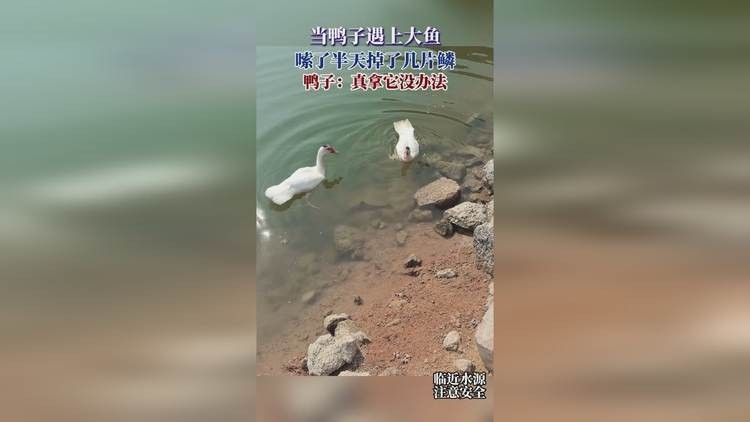 龍魚吃鴨子的視頻播放