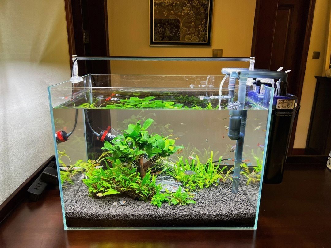 國外60鼠魚缸造景：國外60鼠魚缸造景詳情 國外60鼠魚缸造景：國外60鼠魚缸造景詳情 魚缸百科 第4張