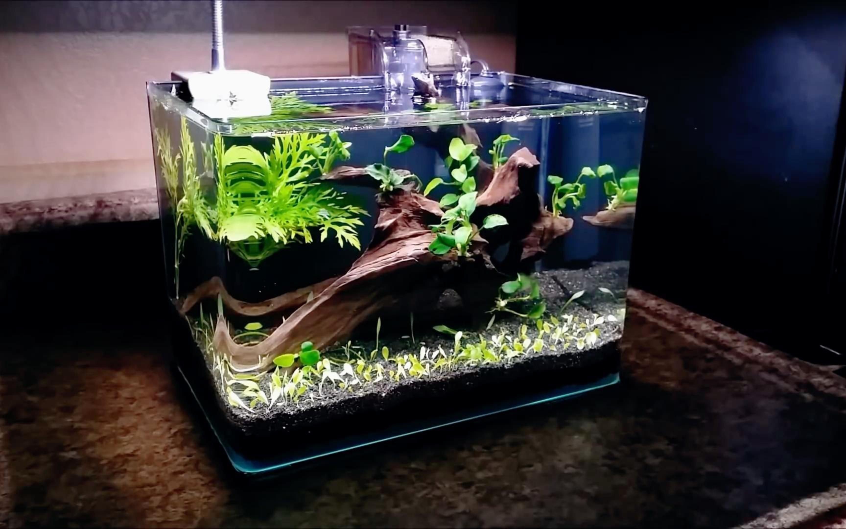 國外60鼠魚缸造景：國外60鼠魚缸造景詳情 國外60鼠魚缸造景：國外60鼠魚缸造景詳情 魚缸百科 第5張