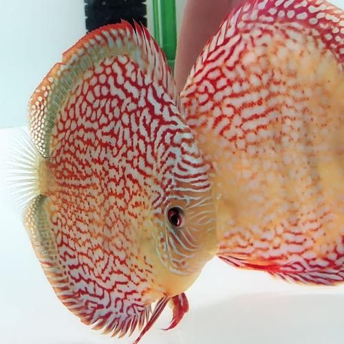 赤瞳黃龍魚:赤瞳黃龍魚的飼養(yǎng) 龍魚百科 第2張 赤瞳黃龍魚:赤瞳黃龍魚的飼養(yǎng) 赤瞳黃龍魚:赤瞳黃龍魚的飼養(yǎng) 龍魚百科 第2張